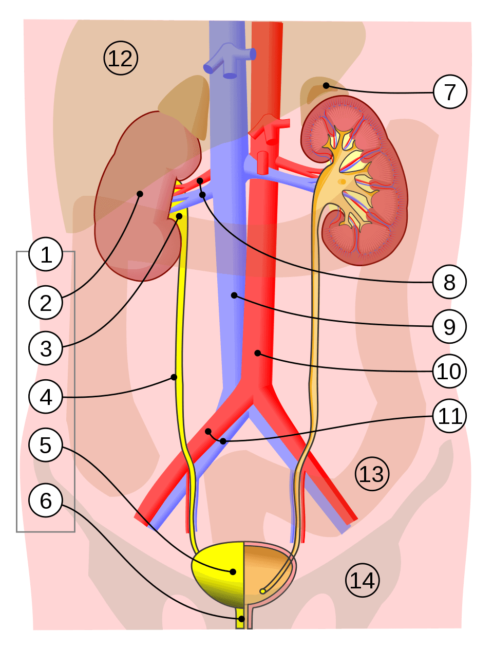 Bladder