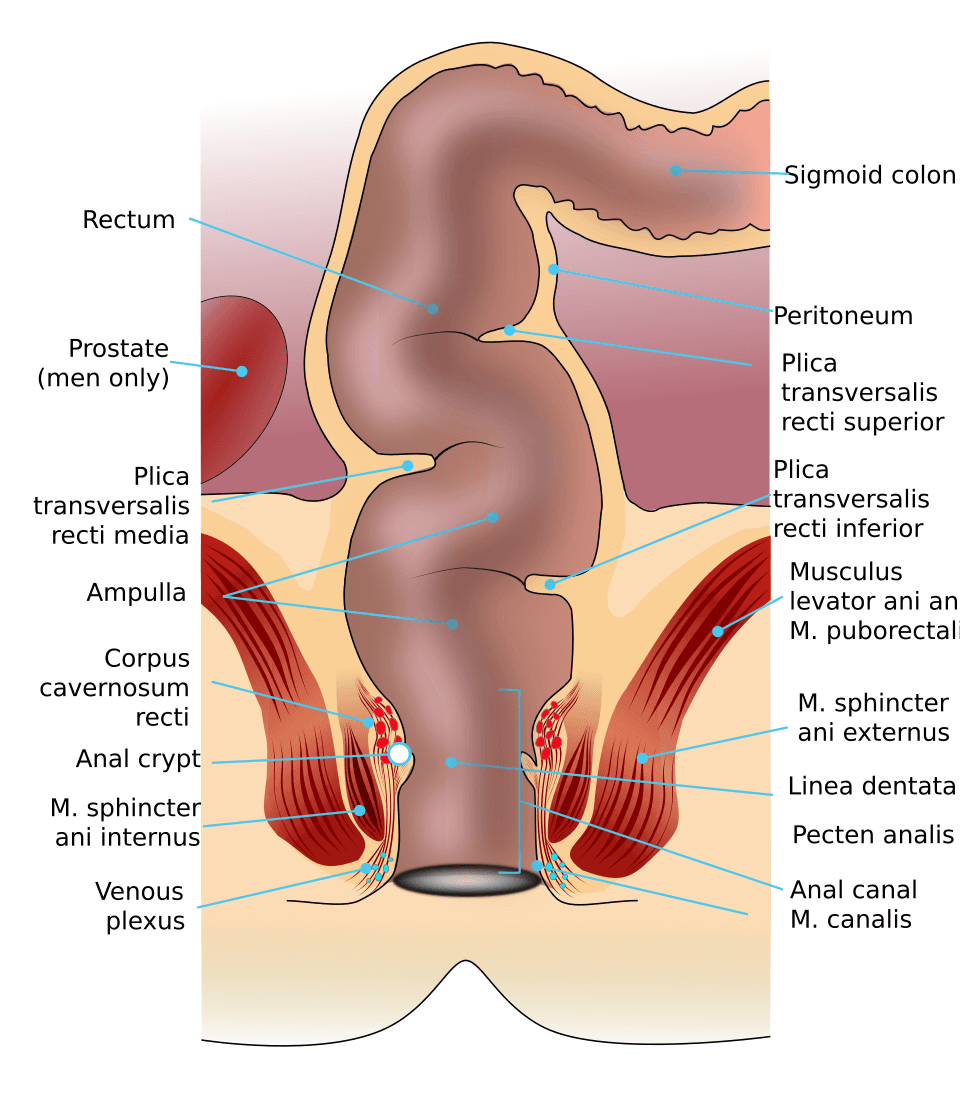 Rectum